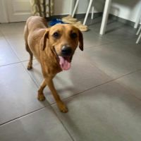 Dixy la joyeuse et dynamique louloute #5