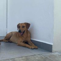 Dixy la joyeuse et dynamique louloute #6