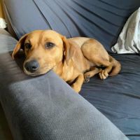 Dixy la joyeuse et dynamique louloute #8