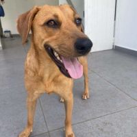 Dixy la joyeuse et dynamique louloute #9