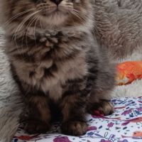 Chaton maine coon loof #4