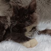 Chaton maine coon loof #6