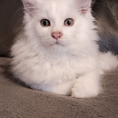 Chaton maine coon #0