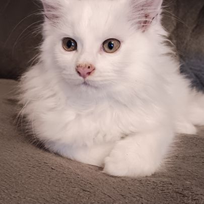 Chaton maine coon #2