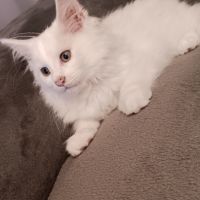 Chaton maine coon #3