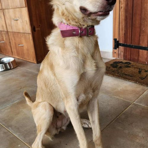 Suzie la douce louloute #0