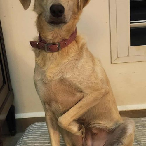 Suzie la douce louloute #2