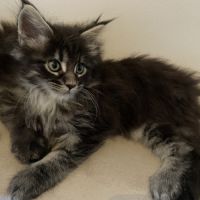 Sublime femelle maine coon #0