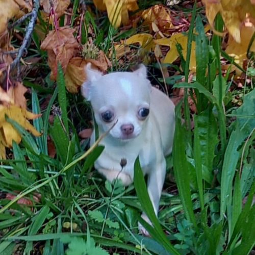 Superbe femelle chihuahua lof #1