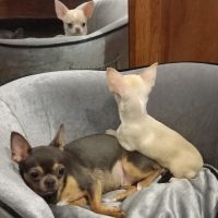 Superbe femelle chihuahua lof #0