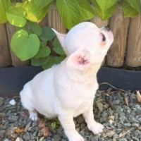 Superbe femelle chihuahua lof #3