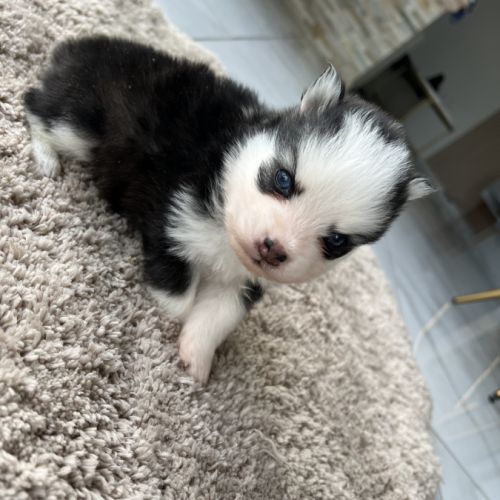 Chiots pomsky toy #0