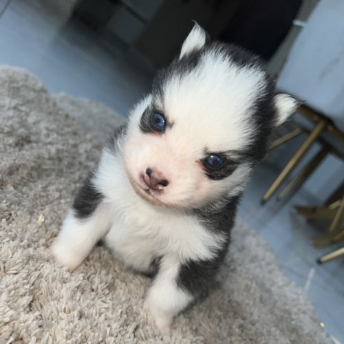 Chiots pomsky toy #2
