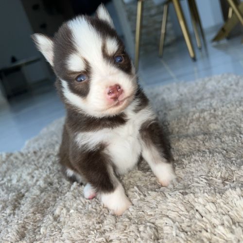 Chiots pomsky toy #4