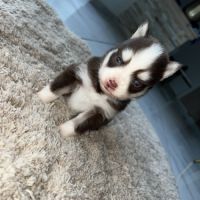 Chiots pomsky toy #3