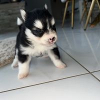 Chiots pomsky toy #5