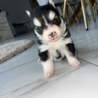 Chiots pomsky toy #6