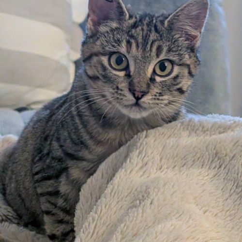 Patounette une boîte à ronrons #4