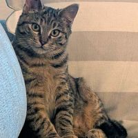 Patounette une boîte à ronrons