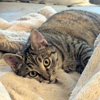 Patounette une boîte à ronrons #2