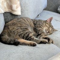 Patounette une boîte à ronrons #3