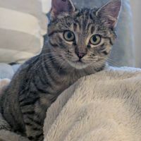 Patounette une boîte à ronrons #4