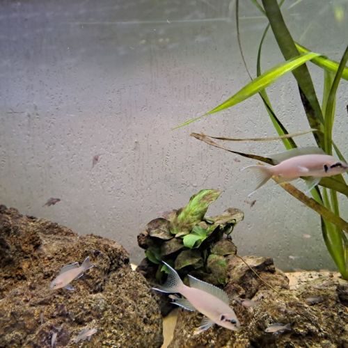 Neolamprologus brichardi #0