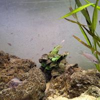 Neolamprologus brichardi #2