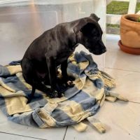 Enia la courageuse #1