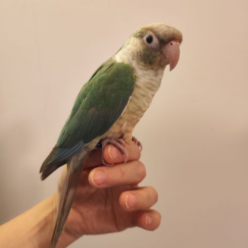 Conure de molina eam #8