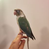 Conure de molina eam #1