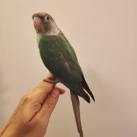 Conure de molina eam