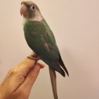 Conure de molina eam #4