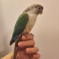 Conure de molina eam #6