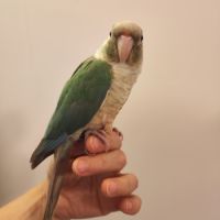 Conure de molina eam #7