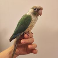 Conure de molina eam #8