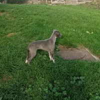 Chiot whippet mâle bleu #1