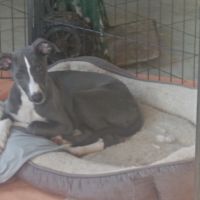 Chiot whippet mâle bleu #2