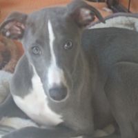 Chiot whippet mâle bleu