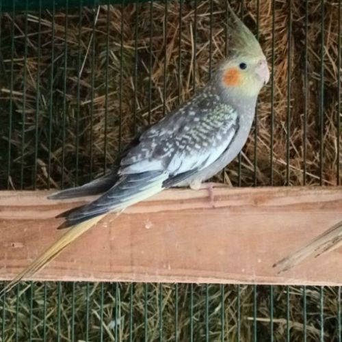 Calopsitte perlée jaune/ perlée grise non eam #0