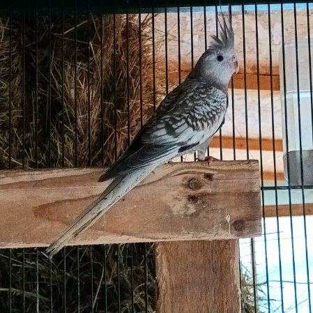 Calopsitte perlée jaune/ perlée grise non eam #2