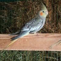 Calopsitte perlée jaune/ perlée grise non eam