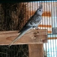 Calopsitte perlée jaune/ perlée grise non eam #2