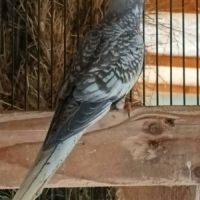 Calopsitte perlée jaune/ perlée grise non eam #3