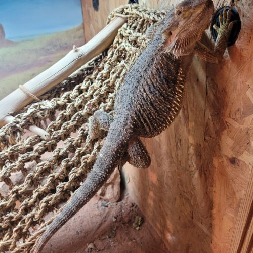 Femelle 2 ans environ #0