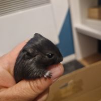 1 petite femelle gerbille a adopter #1