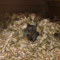 1 petite femelle gerbille a adopter