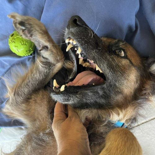 Bobby attend sa famille #4