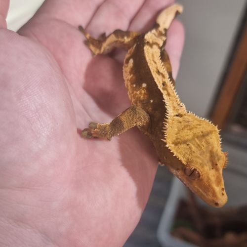 Gecko a crête - ciliatus #2