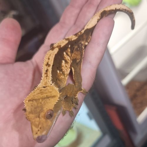 Gecko a crête - ciliatus #0